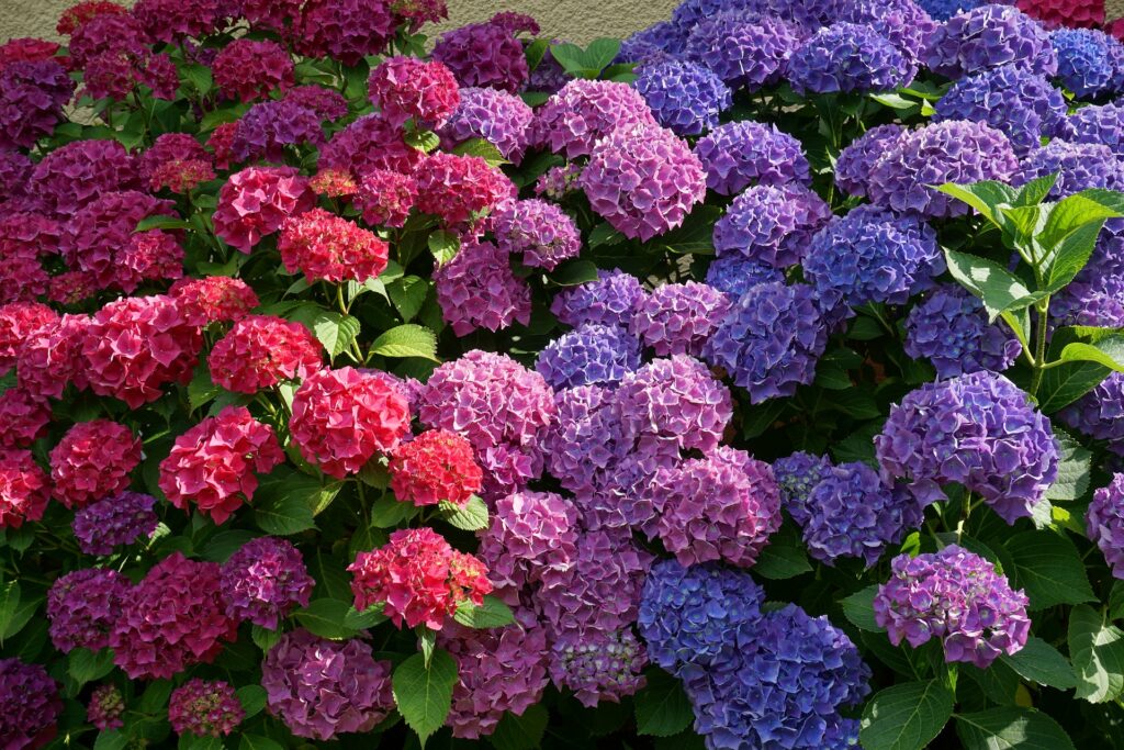 future_gardens_kwiaty